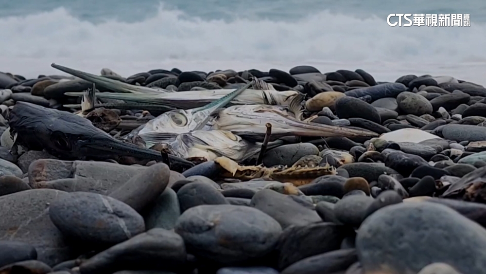 七星潭釣客棄置「水針魚頭」　憂影響觀感加強稽查
