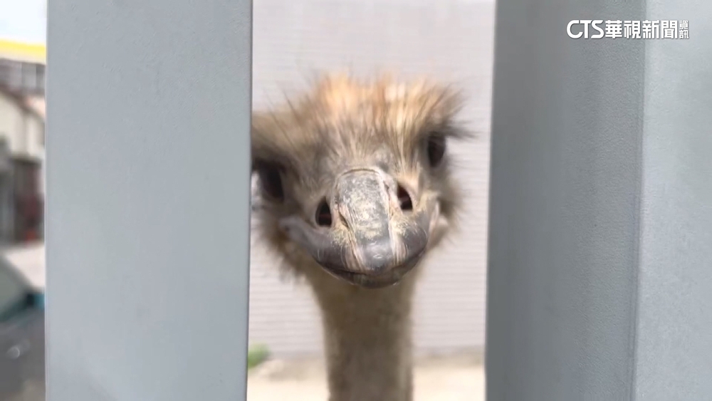 台中烏日2鴕鳥逛大街　警持棍趕進停車場抓捕