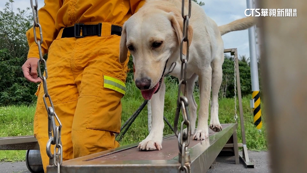 花強震「汪汪隊」也成受災戶！　犬舍毀損急搬新家