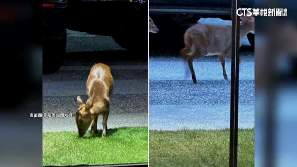 假草皮當森林？　2山羌宜蘭礁溪鬧區逛大街