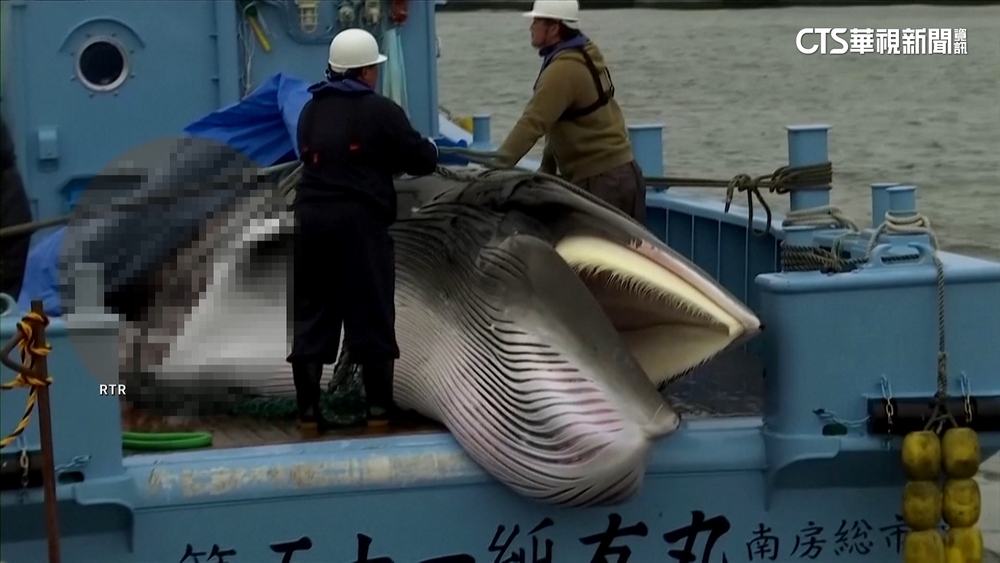 傳承飲食文化　日本擬將「易危」長鬚鯨　納入捕鯨名單