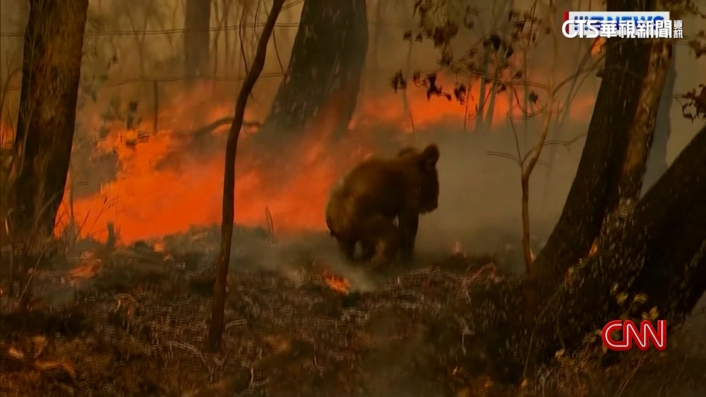 氣候變遷.天災頻傳　澳洲無尾熊恐滅絕