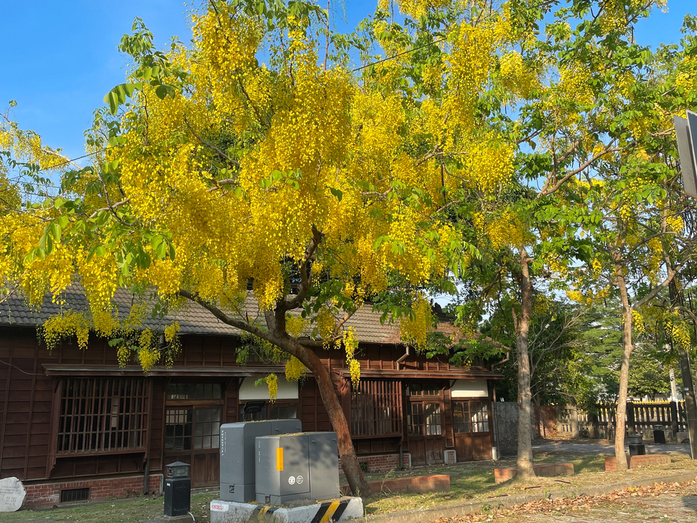 嘉義最美2處黃金雨賞花點大公開 配上文青咖啡更愜意！