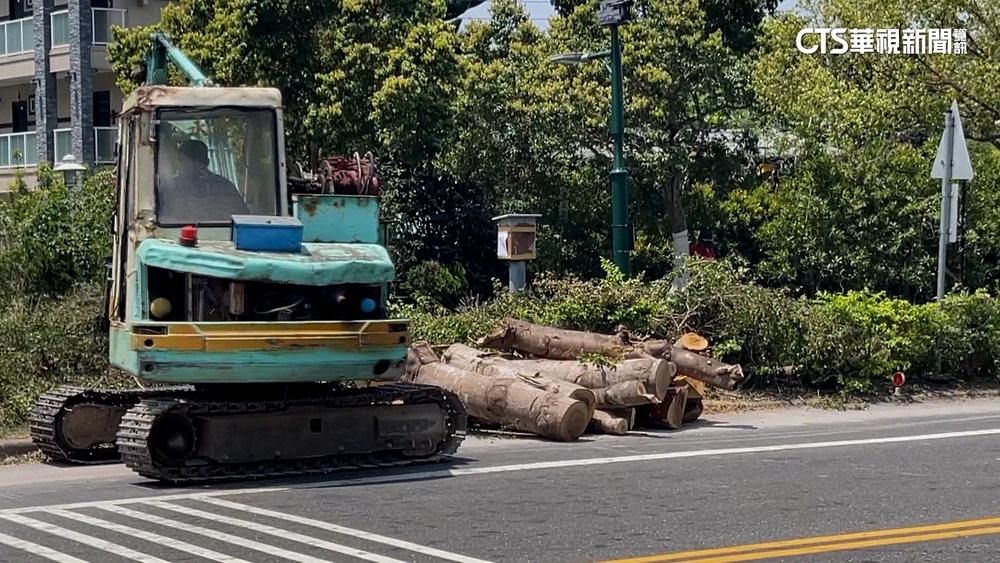 1.6公里百餘棵樹全砍光　綠蔭道消失民眾心痛
