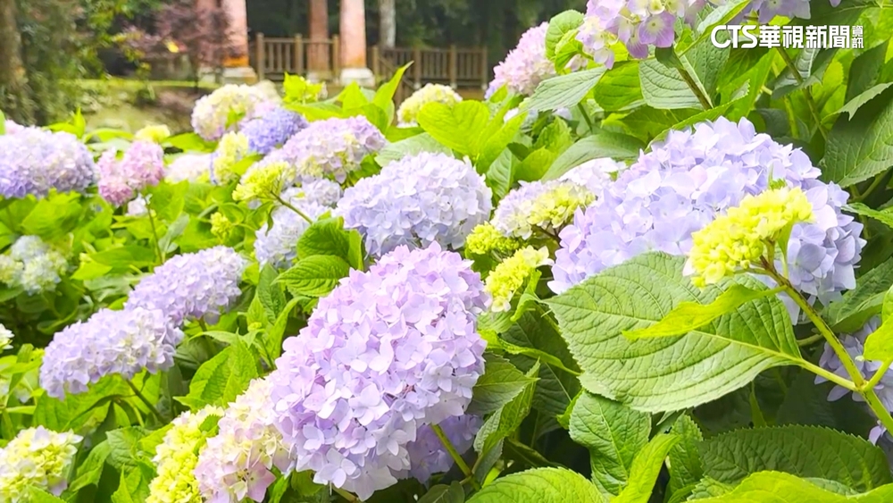 杉林溪繡球花開五成　色彩繽紛絢麗民眾搶拍照