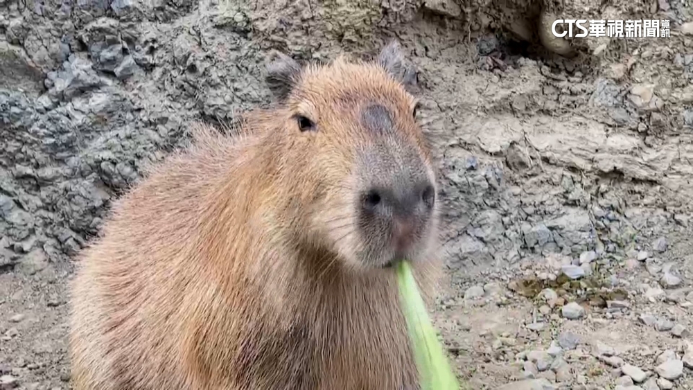 女遭水豚咬傷腿濺血　業者：理賠4.5萬繼續協商