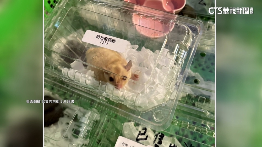 「蜜袋鼯」裝草莓盒.陸龜沒水喝　寵物展挨批虐待