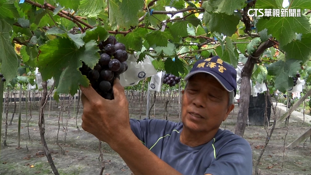 今年首颱艾維尼將生成　葡萄農呼喚子女返鄉搶收