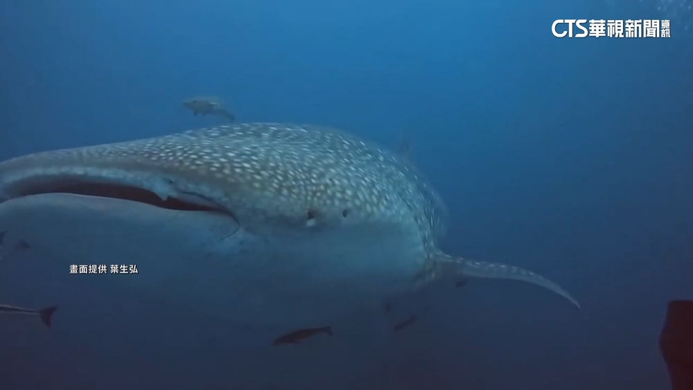 瀕危12米長「鯨鯊」現身澎湖　潛水客驚呼：好幸運