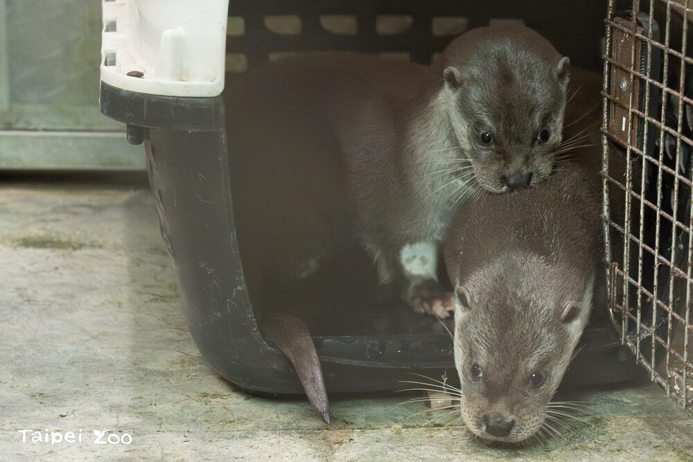 歡慶世界水獺日　北市動物園超萌歐亞水獺兄弟搬入台灣動物區
