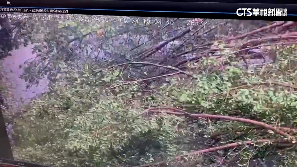 北科大校樹突倒！　女同學遭砸傷　還波及4輛汽車！