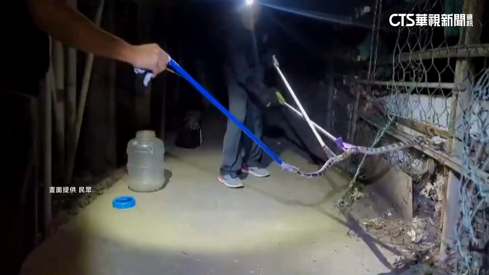 2天抓3次！　社子島疑遭放「大量毒蛇」　眼鏡蛇竄家