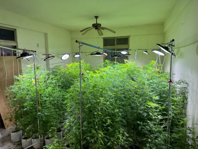 大膽！製毒集團租民宅化身大麻工廠　 市價超過1.3億