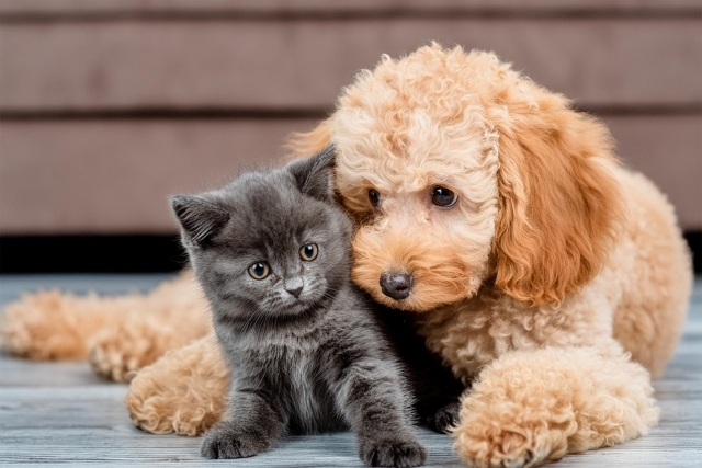 暴增5成！全台寵物貓逾130萬隻　農業部擬納強制登記