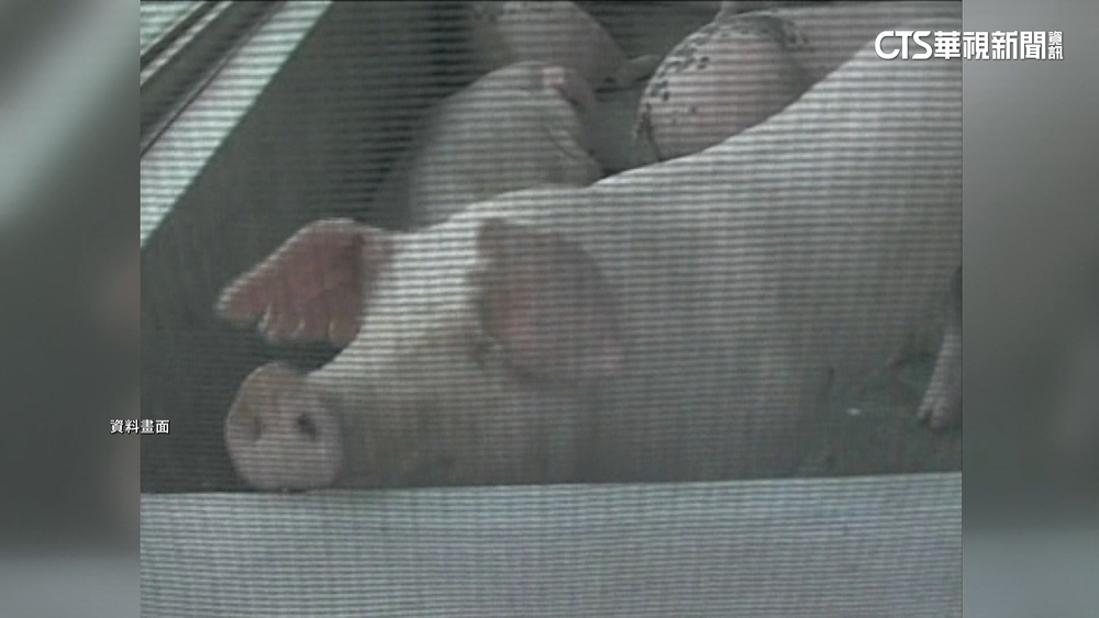 玉里鎮長選舉送傷豬涉賄　二審民.刑事皆無罪