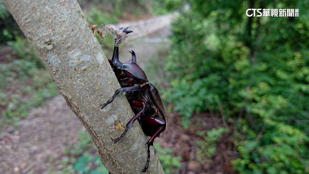 誰做的？　花壇獨角仙遭惡搞　犄角套繩打死結