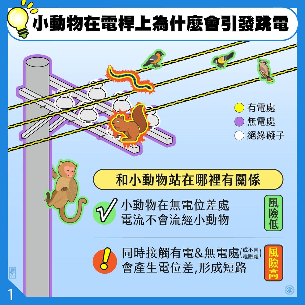 談「跳電常為小動物誤觸」原因！ 台電：區域事故停電與缺電無關