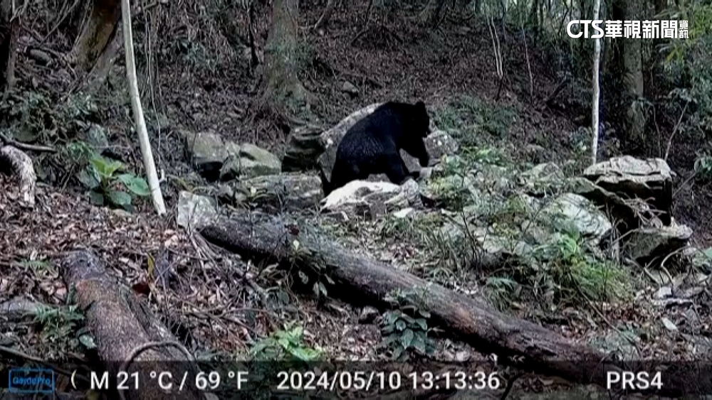 拍到台灣黑熊！　台中和平區黑熊巡守隊獲5萬獎勵金
