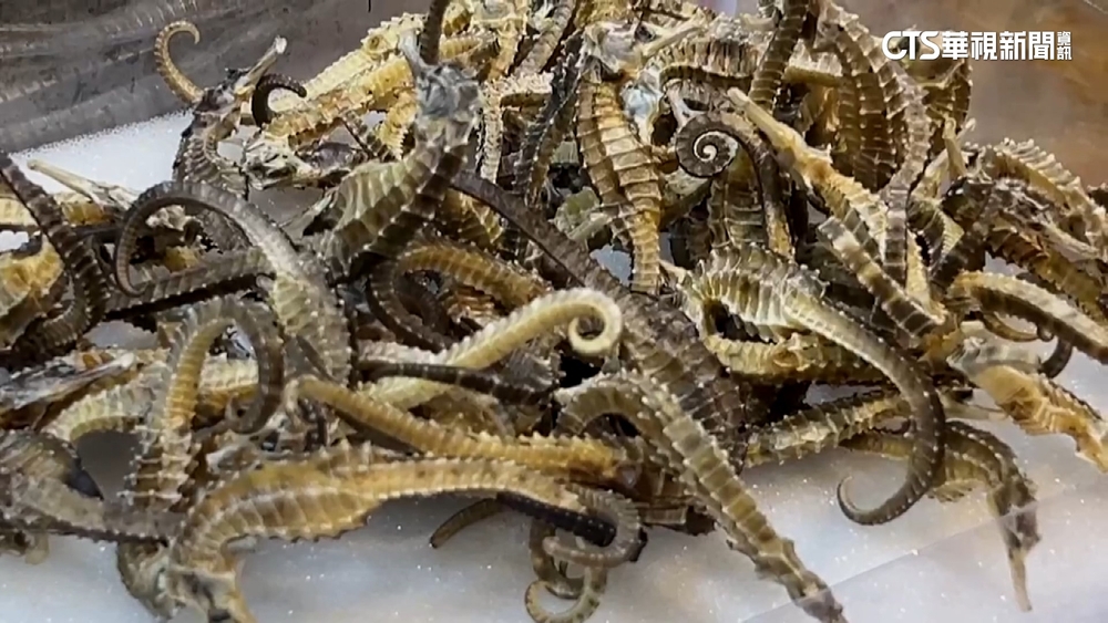 海馬飄塑膠味疑假貨？　中藥商：恐為劣質品腥味重