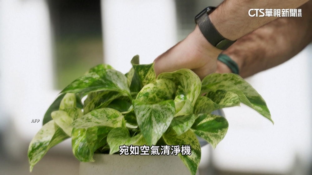 法國生技「超級黃金葛」　淨化空氣等同30株植物