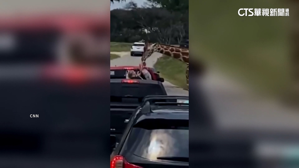 美2歲童餵食反遭長頸鹿叼走　勇媽一把撈回