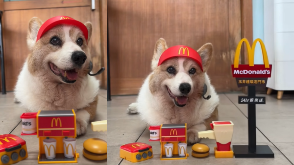 網紅柯基「酒酒」今晨睡夢離世　連環泡有芒果：謝謝這15年的一切美好