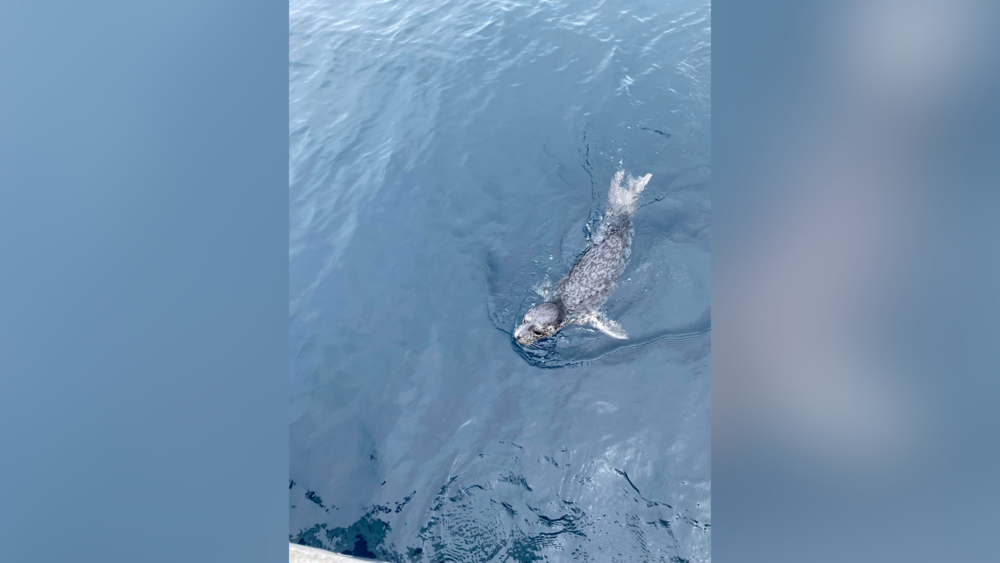 基隆外海發現野生小海豹　中華鯨豚協會提醒：切勿接近與互動