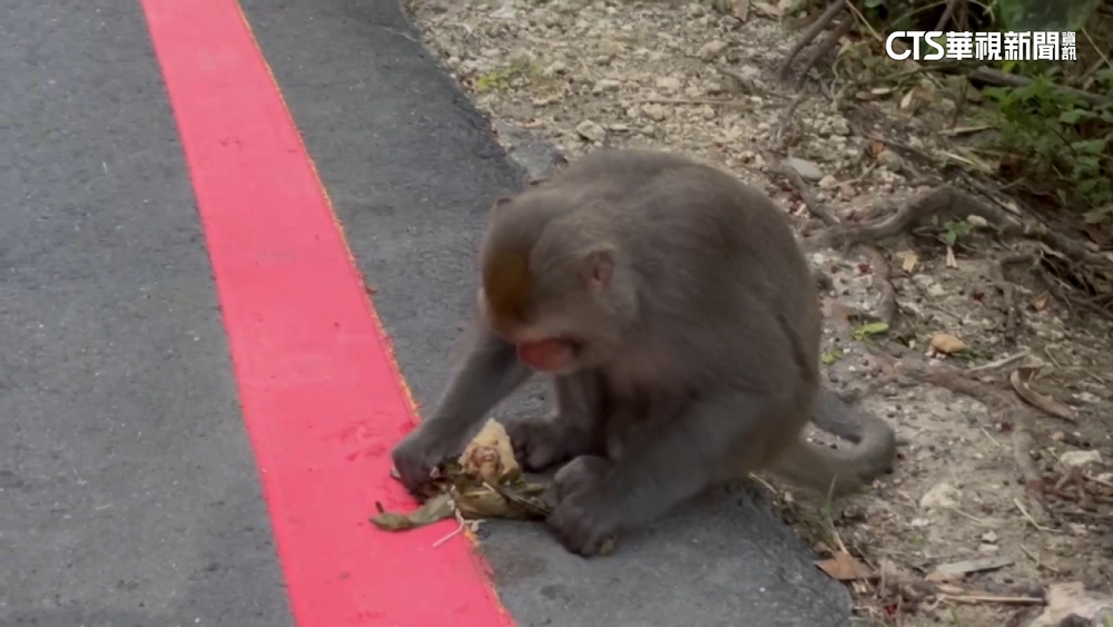 獼猴「搶肉粽」過端午節！　挑眉挑釁還挑食