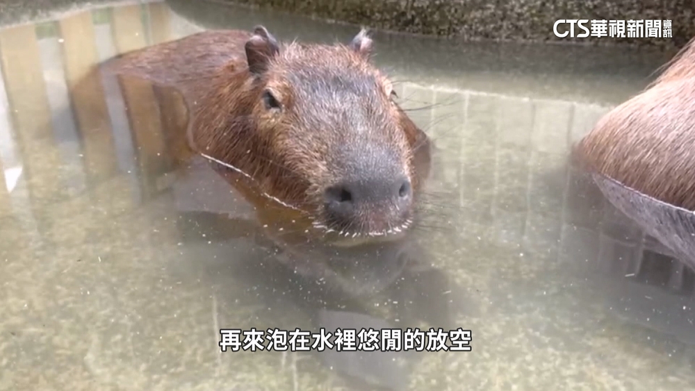 近距離跟水豚.球蟒互動　「非主流」寵物餐飲店夯