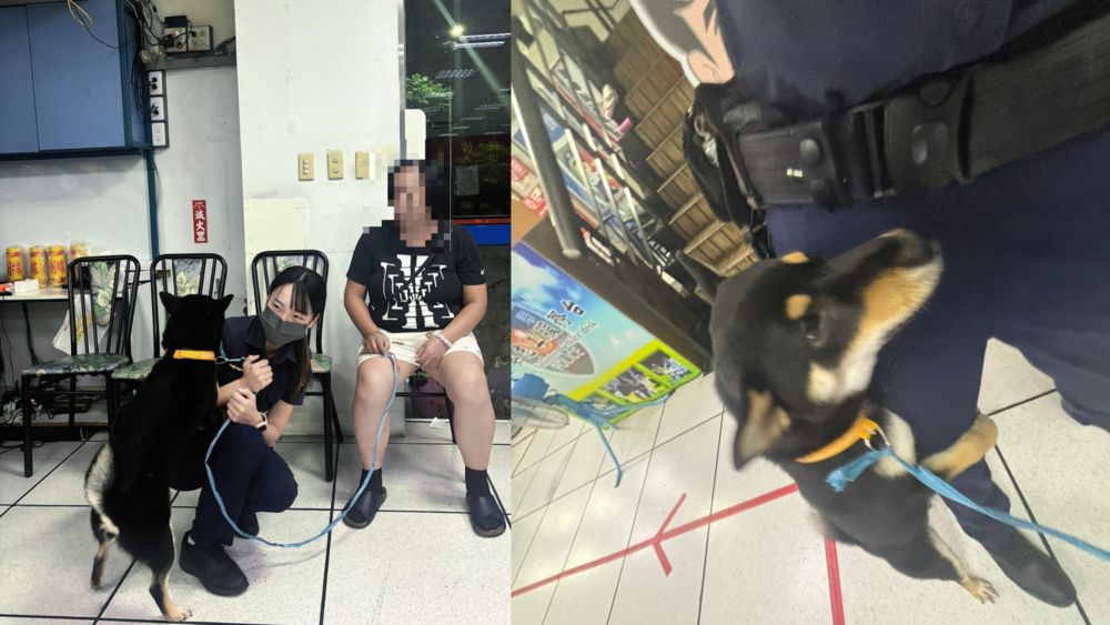 黑柴要被帶去結紮突落跑　竟跑到派出所找美女警蹭蹭