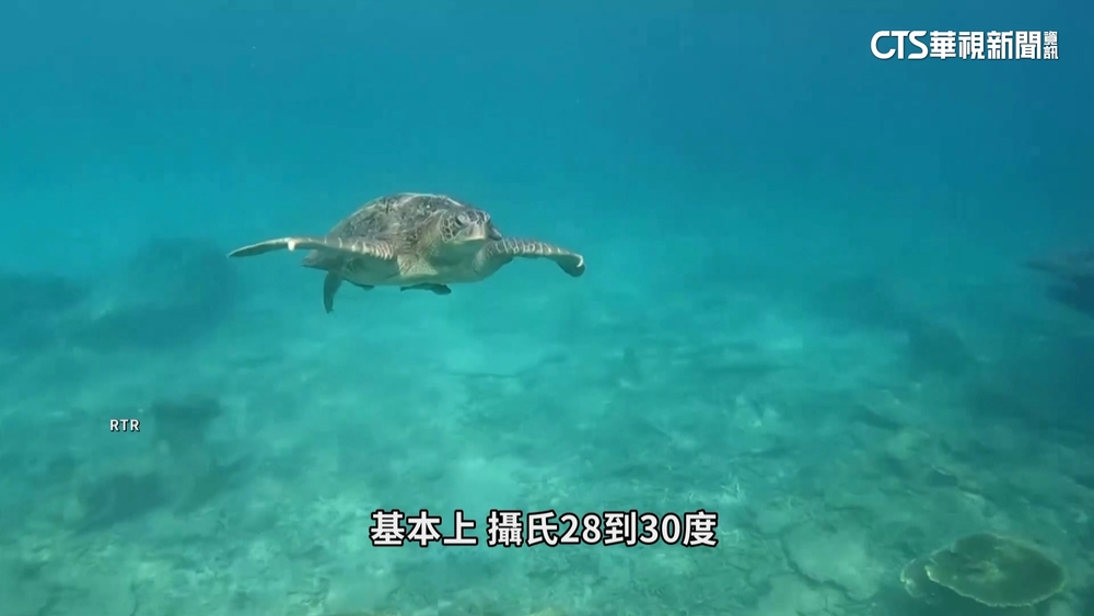 驚！紅海海膽染病亡　暖化影響海龜雄雌失衡