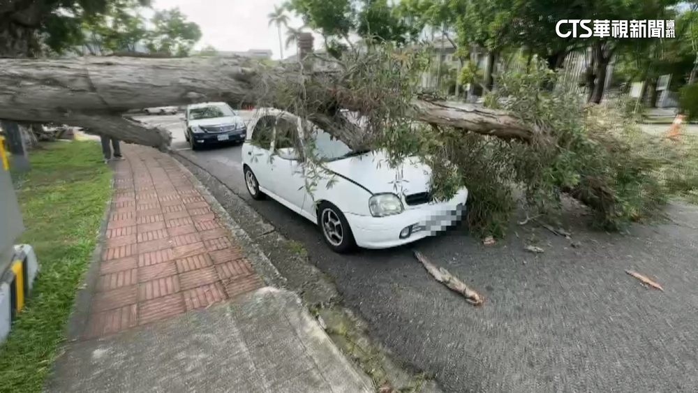 中興新村路樹突倒壓毀轎車　駕駛下車拉筋逃一劫