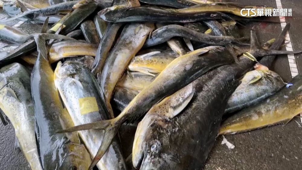 黑鮪魚禁令改捕鬼頭刀　漁民怨：訂單降價格跌