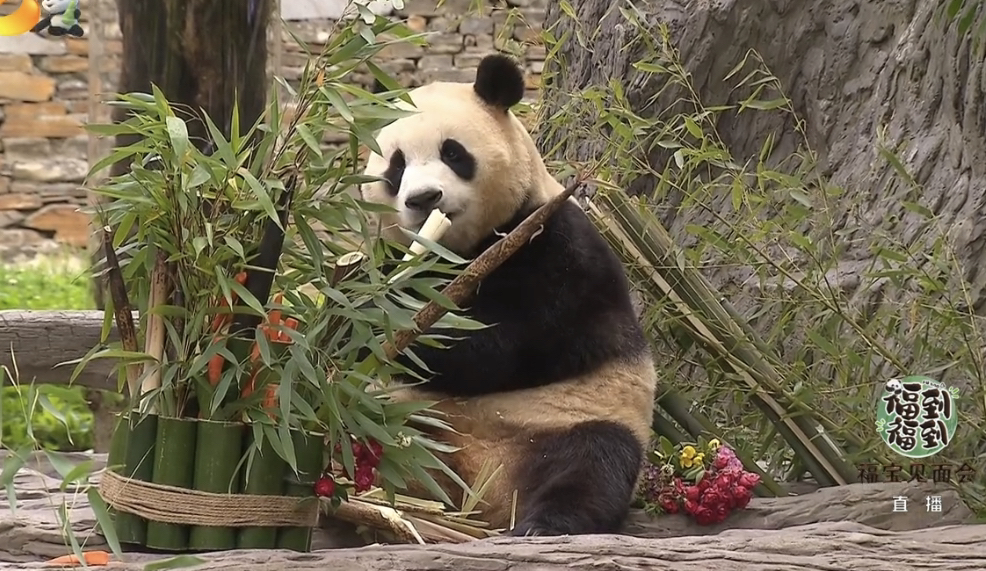 (圖/翻攝自 中國大熊貓保護研究中心微博)
