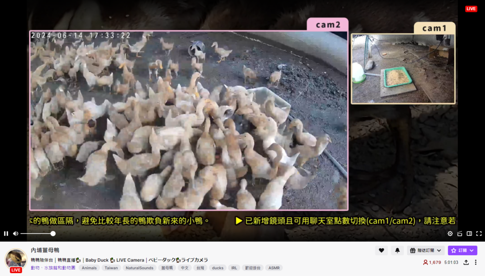 鴨咧鴨咧！Twitch「鴨鴨陪伴」頻道爆紅　掛台看萌鴨還能換新鮮鴨蛋
