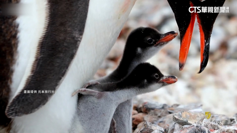 「小噸位郵輪」探索極地！　特殊航線挑戰高價市場