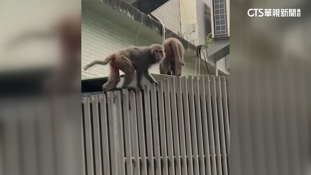 高雄獼猴大軍擾市區　翻箱倒櫃民眾誤當賊