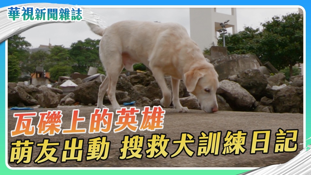 萌友出動！Roger 搜救犬訓練日記｜華視新聞雜誌