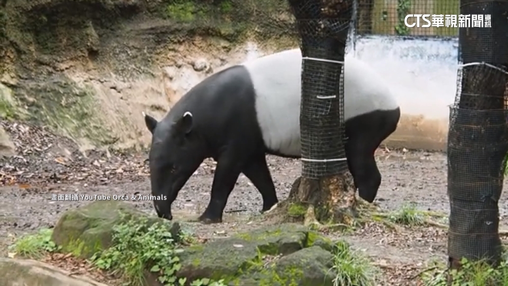 馬來貘「英雄」抵台猝逝　解剖研判「熱緊迫」奪命