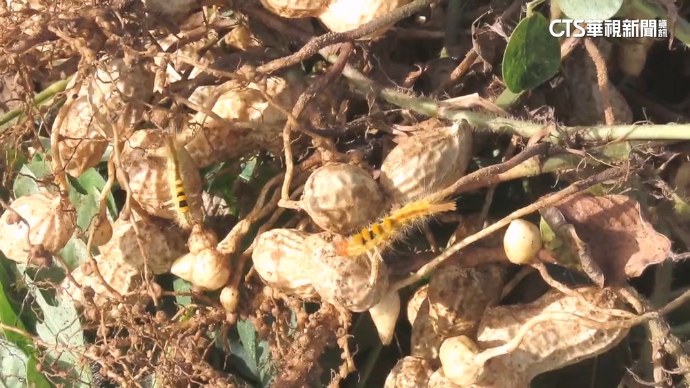 採收花生見上千毛蟲　澎湖居民憂「癢癢病」再現