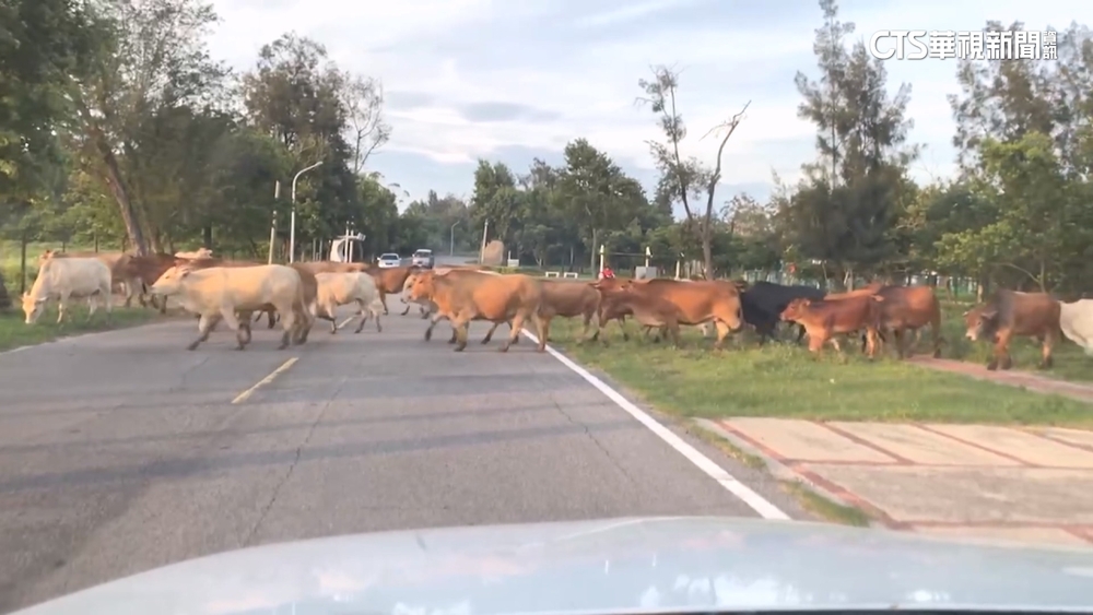 議員批畜牧亂象「牛車爭道」　金門國家公園：占地已開罰