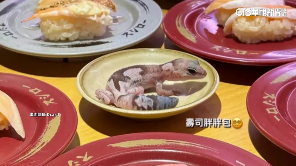 女大生慘了！爬蟲放盤上壽司郎喊告　元智：校規處置