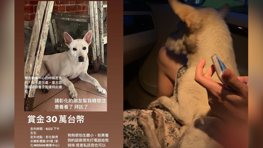 砸30萬賞金尋找走失愛犬　48小時後找到MIKA！飼主依約匯款給3人