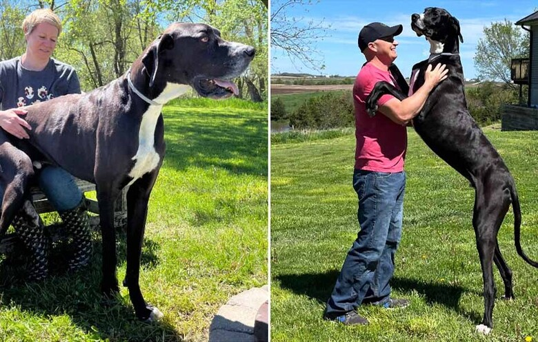 金氏世界紀錄「世界最高狗」逝世！　家族悲痛：牠是最棒的大男孩　