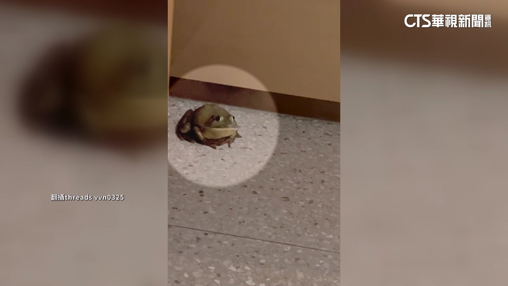 連鎖火鍋赫見牛蛙　業者：廚房跳出　會補償顧客