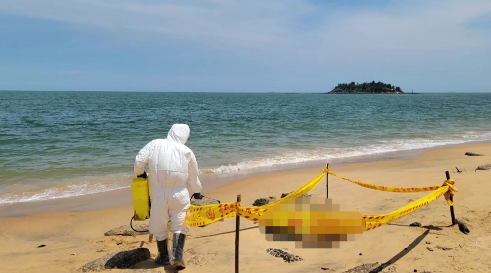 金門海漂豬屍驗出「非洲豬瘟」 暫停金門輸出豬產品