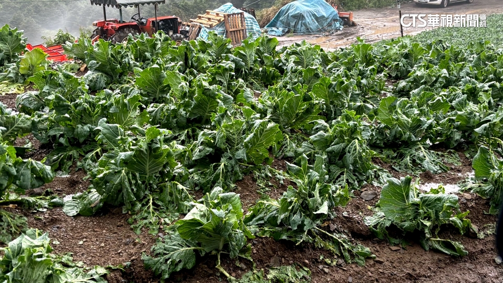 平地熱爆山區下冰雹　砸爛高麗菜農損飆破億元