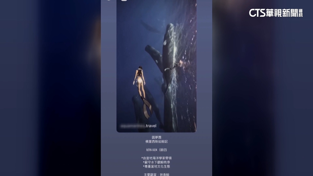 報團赴模里西斯「與鯨共游」　潛客控退團費用慘被扣