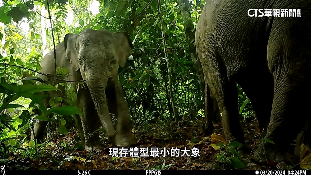 瀕危！全球剩不到一千頭　體型最小「婆羅洲矮象」