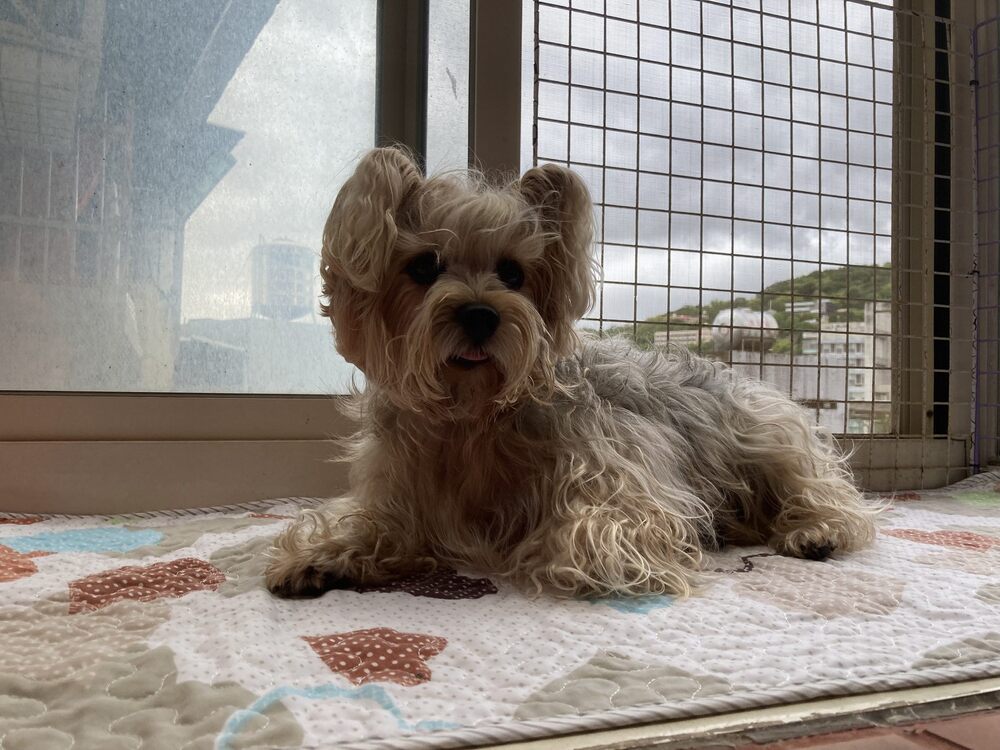 狗狗受雷聲驚嚇「開窗墜樓亡」　北市動保處：飼主過失致死最高可罰7.5萬